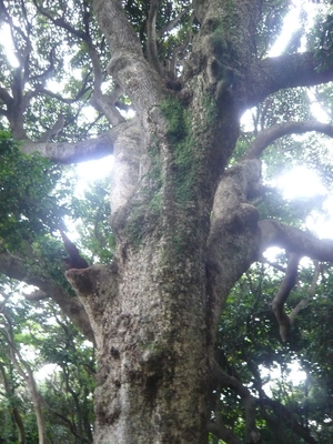 tree.JPG
